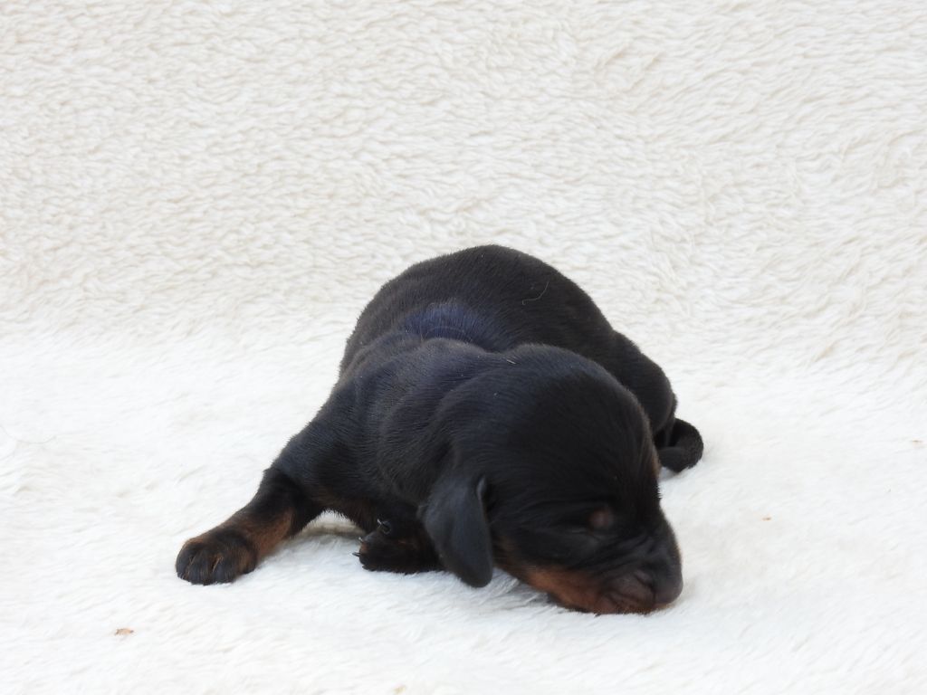 Du Sapin Vert - Chiots disponibles - Teckel poil ras