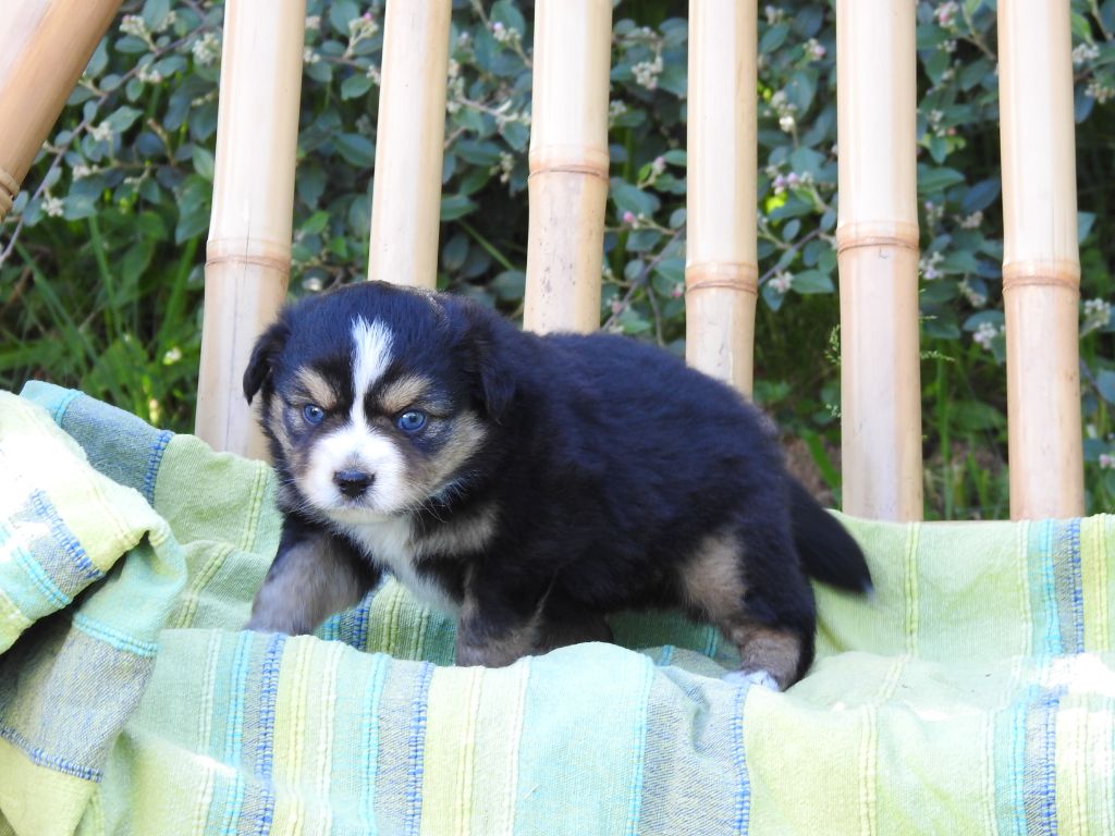 Du Sapin Vert - Chiots disponibles - Berger Américain Miniature 