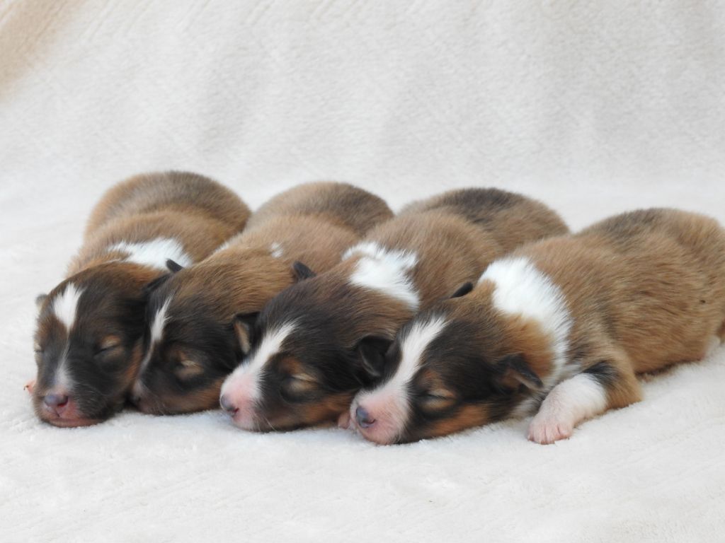 Chiot Shetland Sheepdog Du Sapin Vert