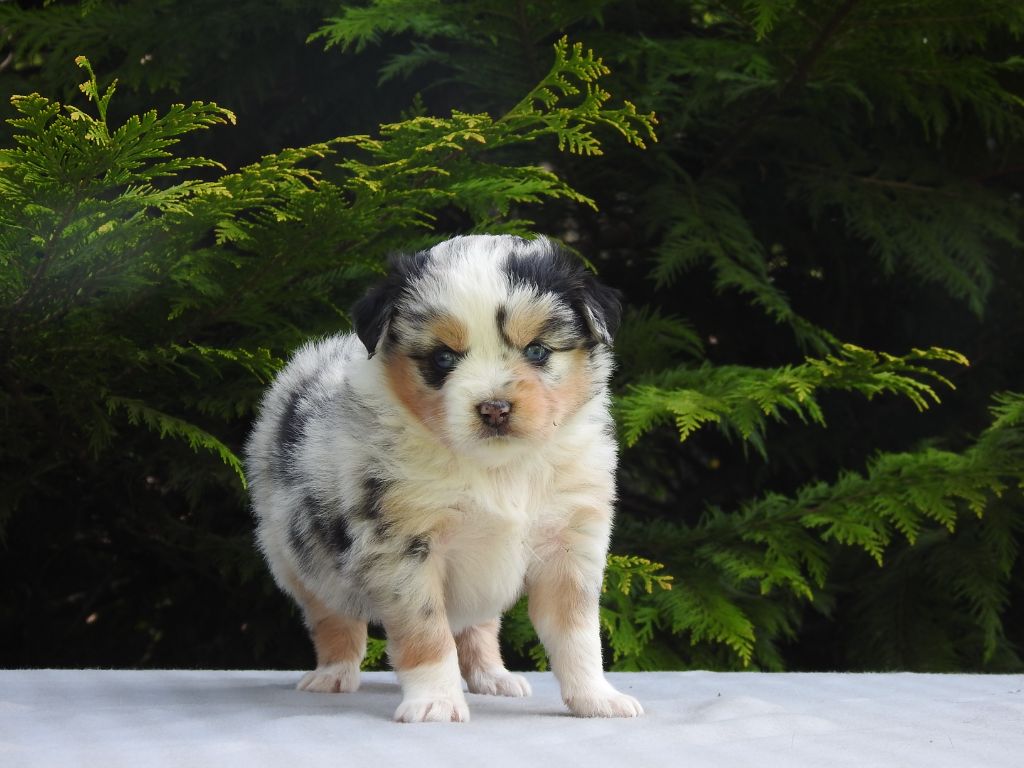 Du Sapin Vert - Chiots disponibles - Berger Américain Miniature 
