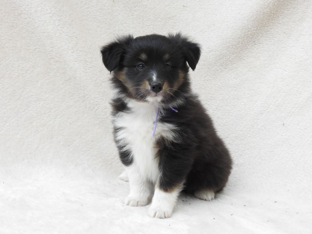 Du Sapin Vert - Chiots disponibles - Shetland Sheepdog