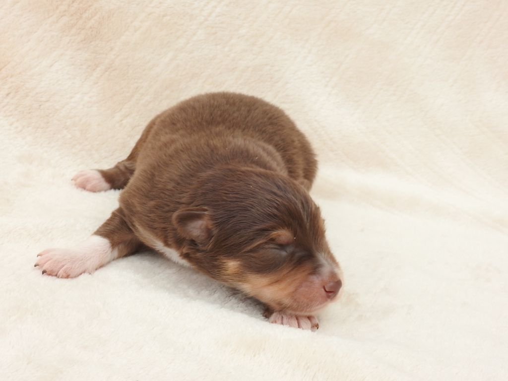 Du Sapin Vert - Chiots disponibles - Berger Américain Miniature 