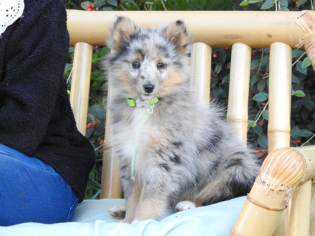 Du Sapin Vert - Chiots disponibles - Shetland Sheepdog
