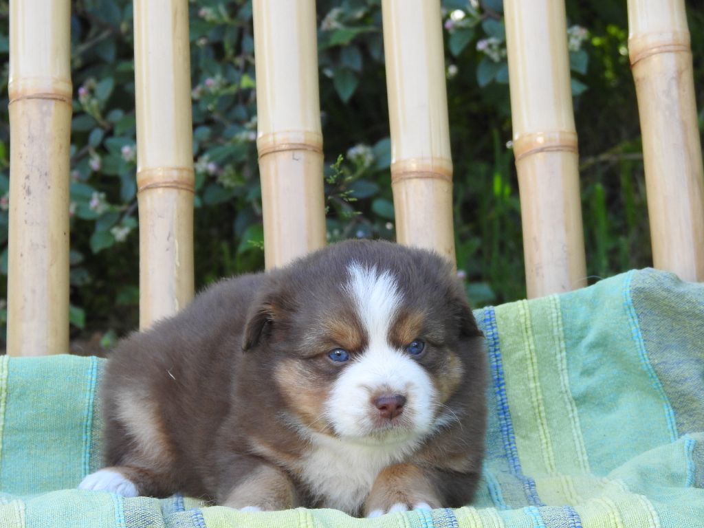 Du Sapin Vert - Chiots disponibles - Berger Américain Miniature 