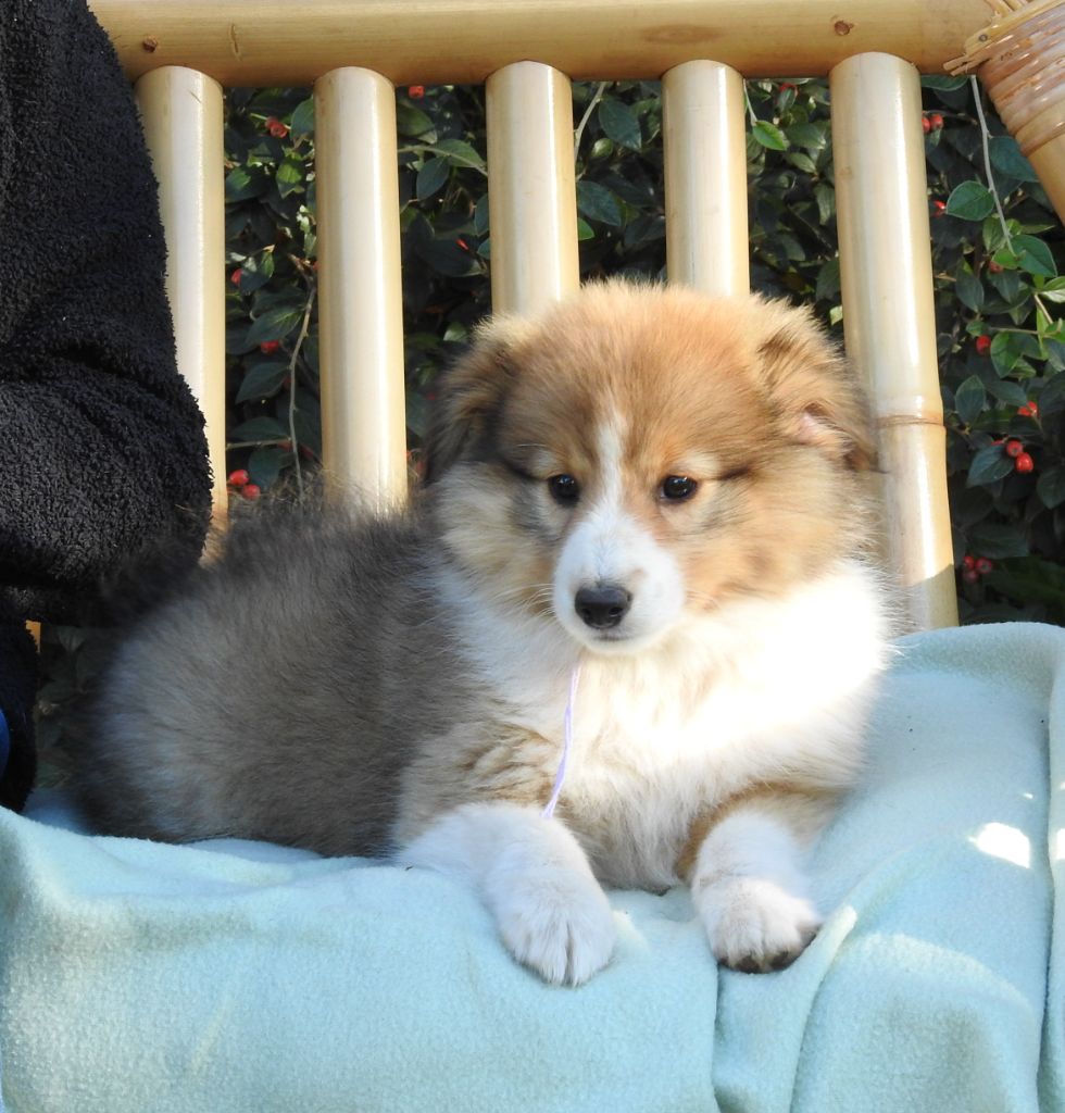 Du Sapin Vert - Chiots disponibles - Shetland Sheepdog