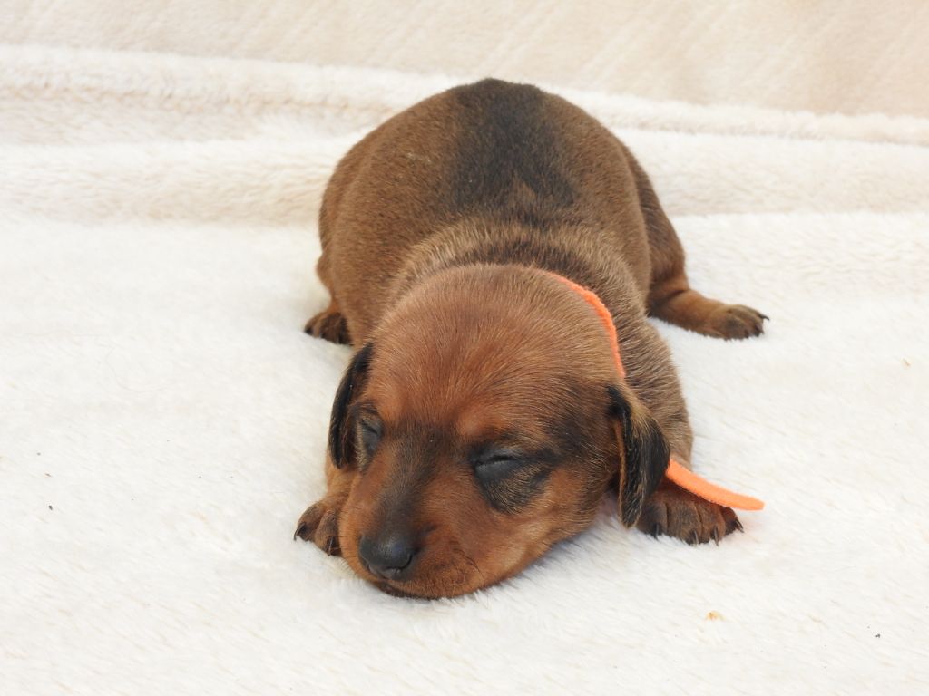 Du Sapin Vert - Chiots disponibles - Teckel poil ras