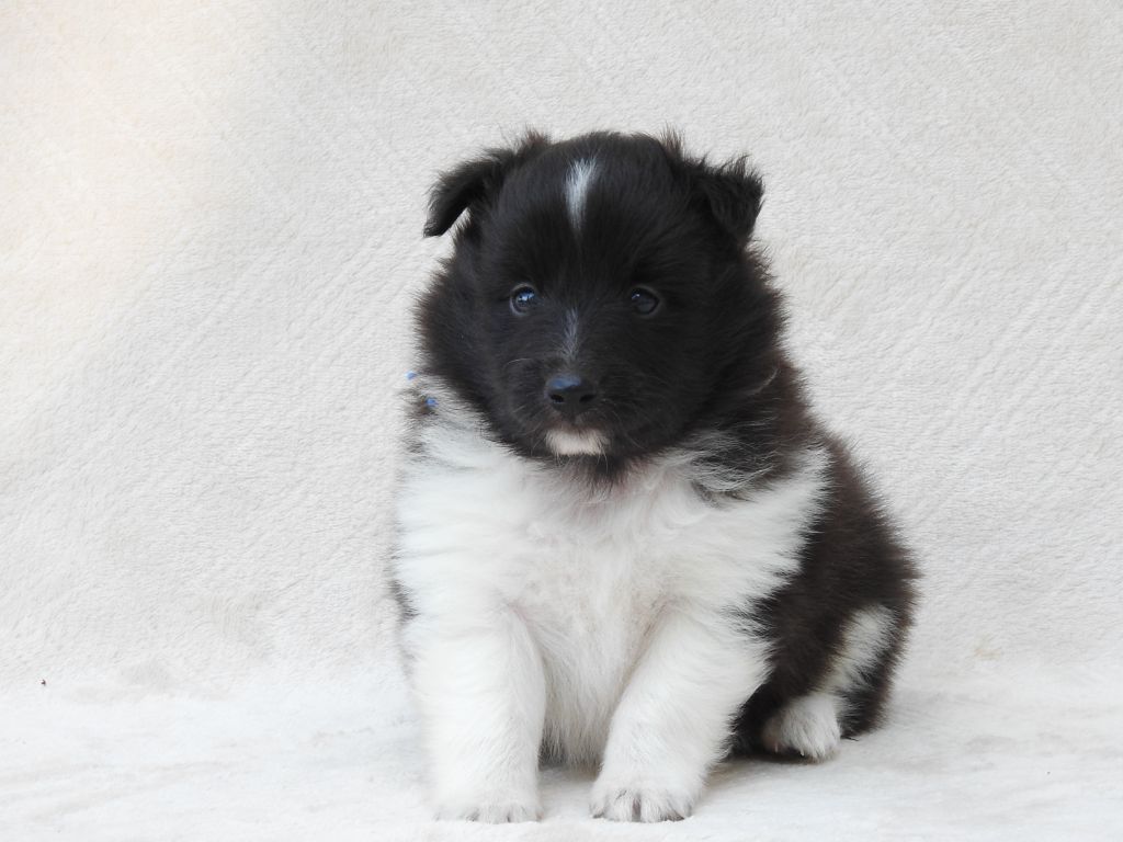 Du Sapin Vert - Chiots disponibles - Shetland Sheepdog