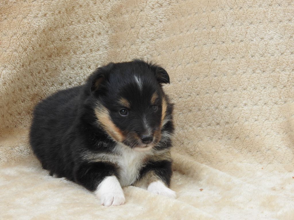 Du Sapin Vert - Chiots disponibles - Shetland Sheepdog
