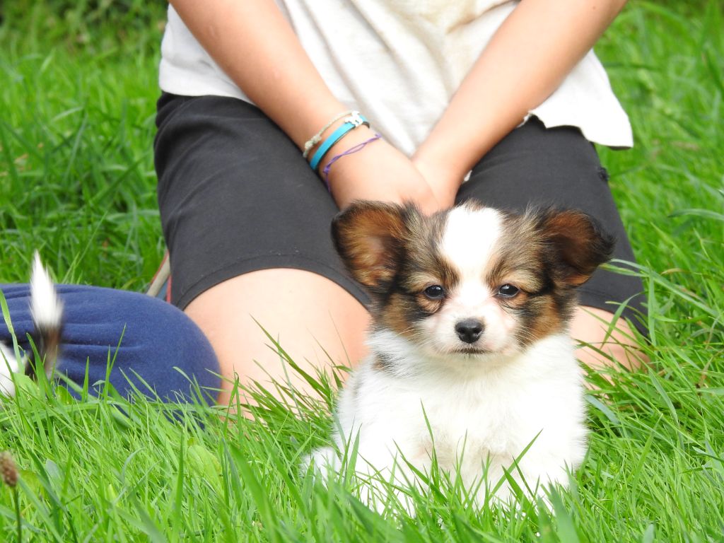 Du Sapin Vert - Chiots disponibles - Epagneul nain Continental (Papillon)
