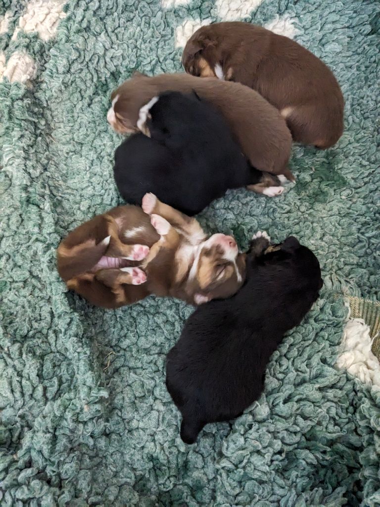Du Sapin Vert - Chiots disponibles - Berger Américain Miniature 