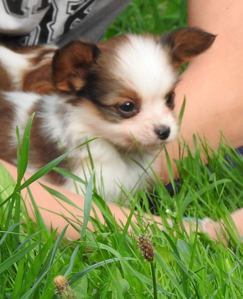 Du Sapin Vert - Chiots disponibles - Epagneul nain Continental (Papillon)