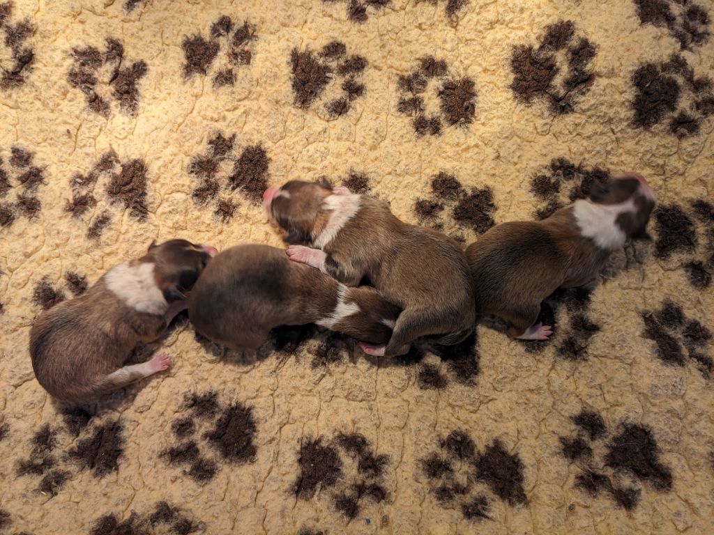 Du Sapin Vert - Chiots disponibles - Shetland Sheepdog