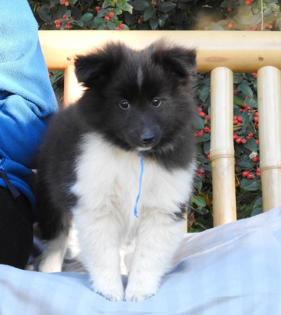 Du Sapin Vert - Chiots disponibles - Shetland Sheepdog