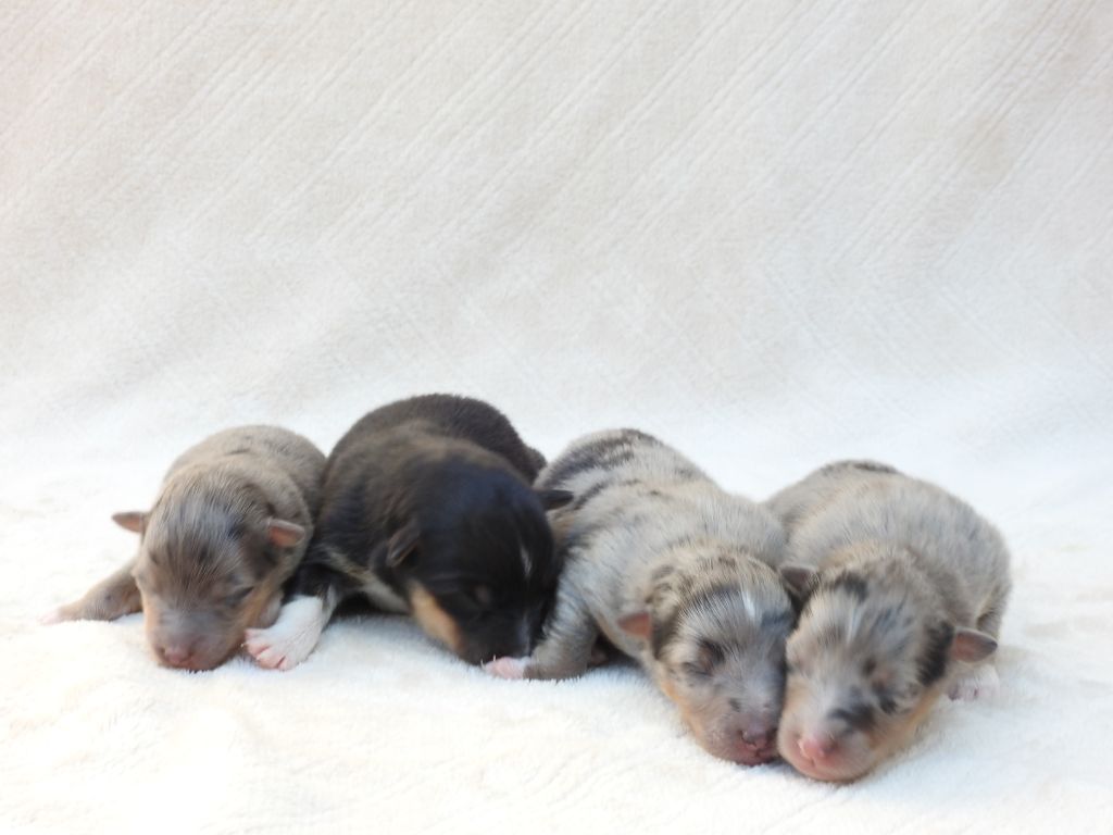 Chiot Shetland Sheepdog Du Sapin Vert