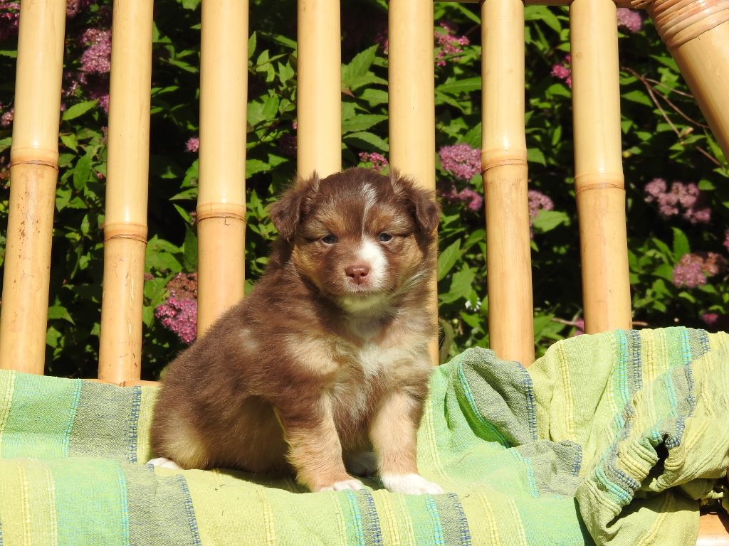Du Sapin Vert - Chiots disponibles - Berger Américain Miniature 