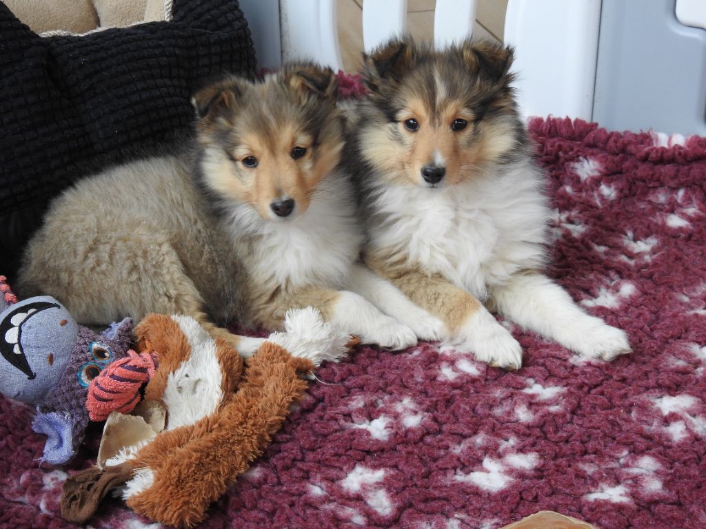 Du Sapin Vert - Shetland Sheepdog - Portée née le 13/11/2022