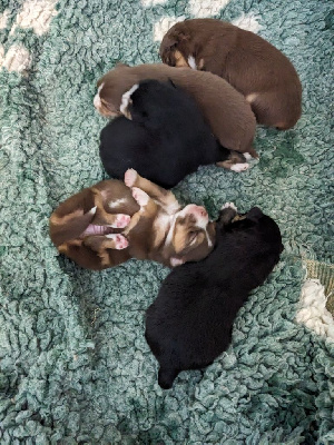 CHIOT 5
