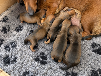 CHIOT 4 - mâle nain fauve