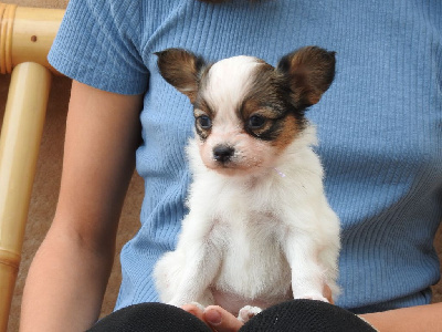 CHIOT 5
