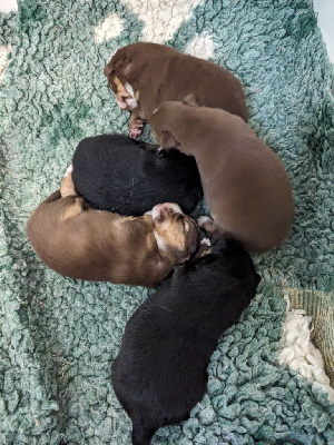 CHIOT 3
