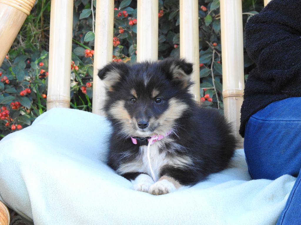 Du Sapin Vert - Chiots disponibles - Shetland Sheepdog