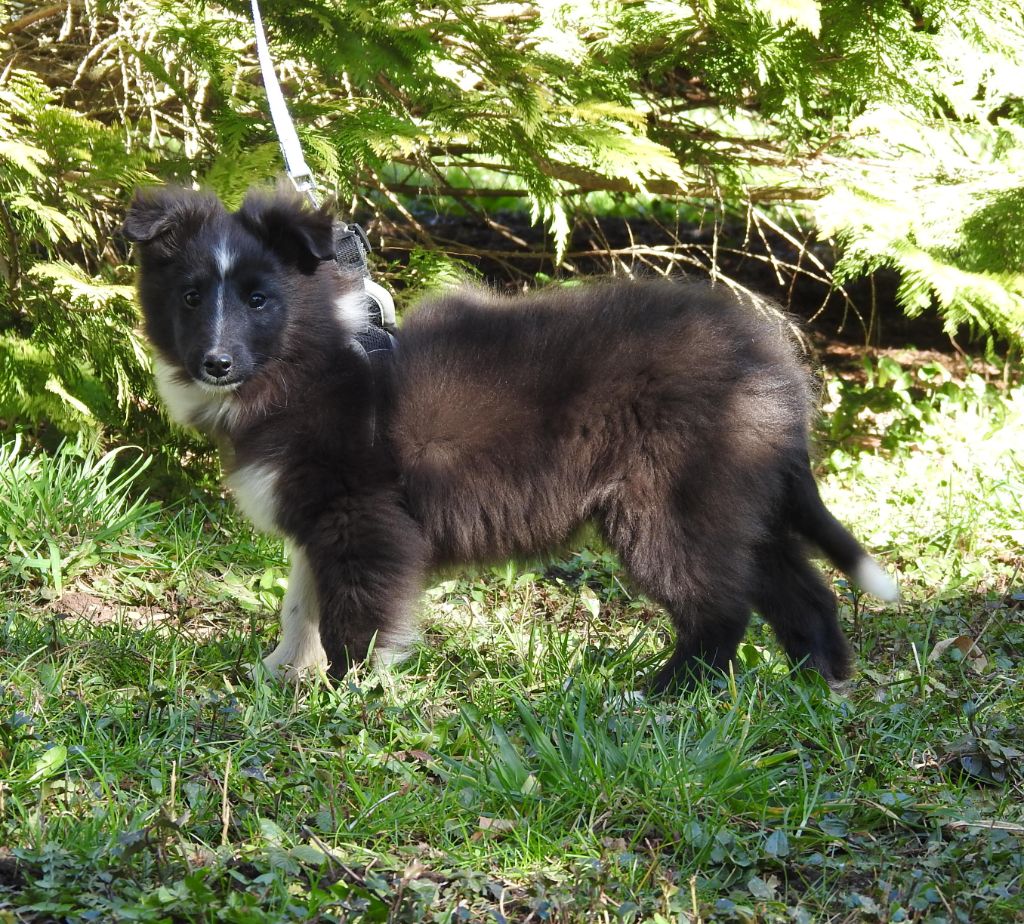 Du Sapin Vert - Chiots disponibles - Shetland Sheepdog