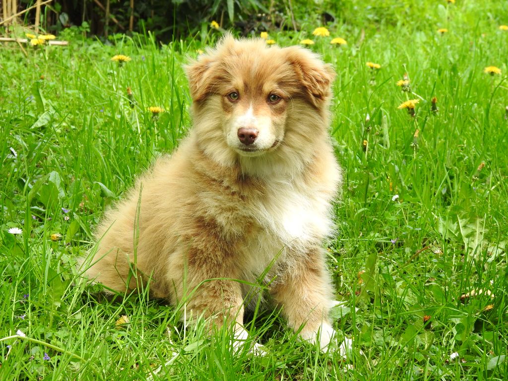 Du Sapin Vert - Chiots disponibles - Berger Américain Miniature 