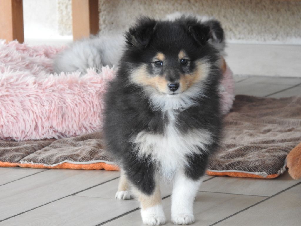 Du Sapin Vert - Shetland Sheepdog - Portée née le 01/11/2023