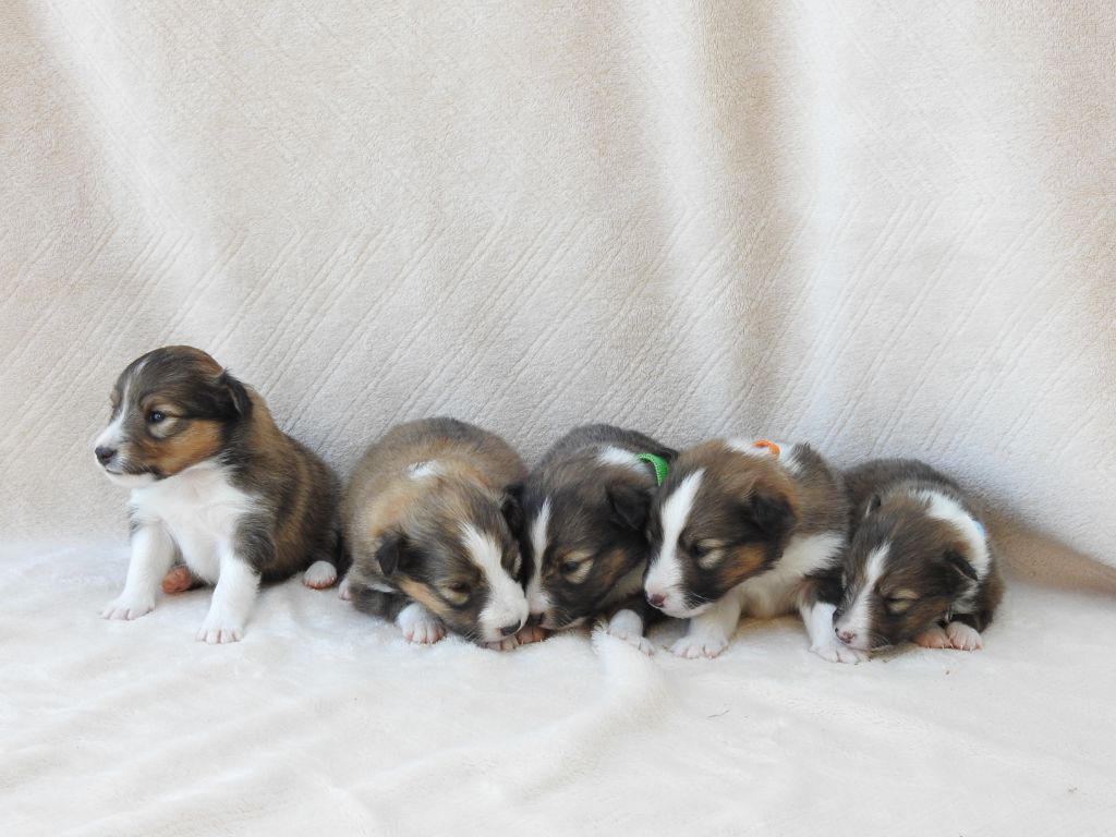 Chiot Shetland Sheepdog Du Sapin Vert
