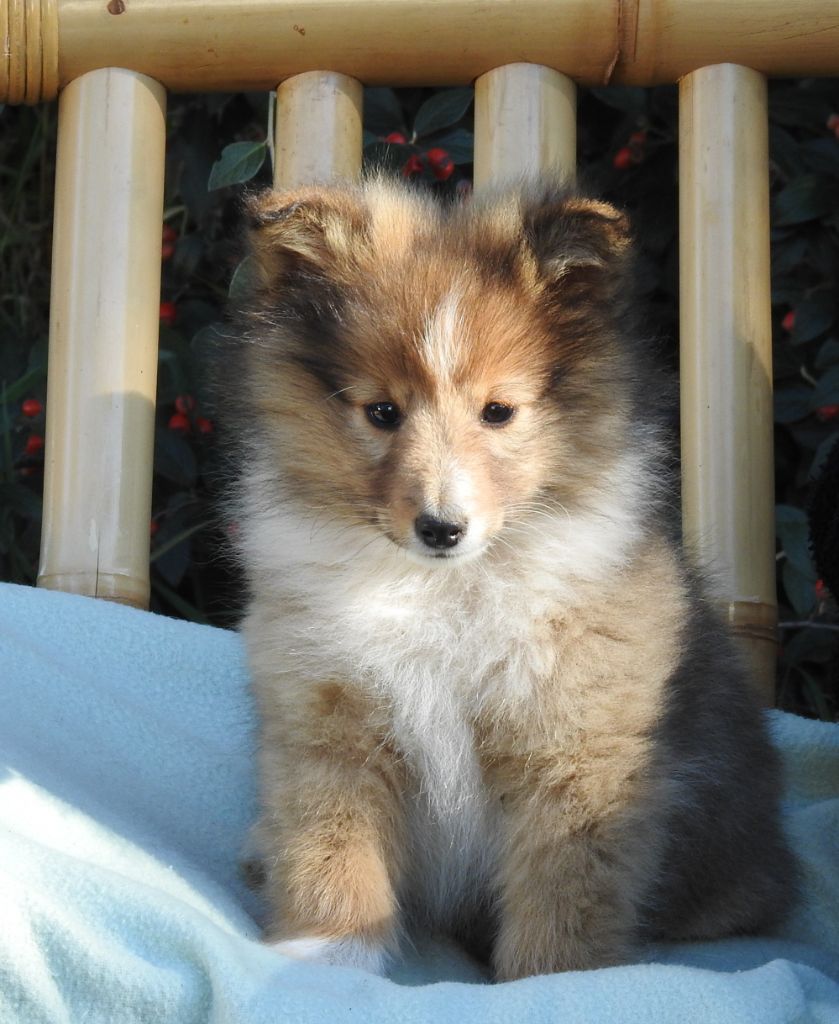 Du Sapin Vert - Chiots disponibles - Shetland Sheepdog