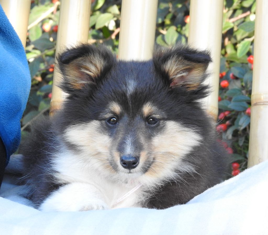 Du Sapin Vert - Chiots disponibles - Shetland Sheepdog