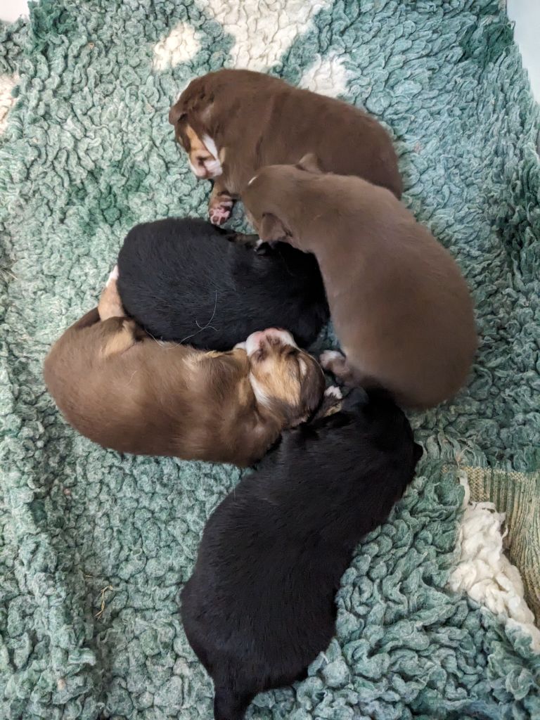 Du Sapin Vert - Chiots disponibles - Berger Américain Miniature 