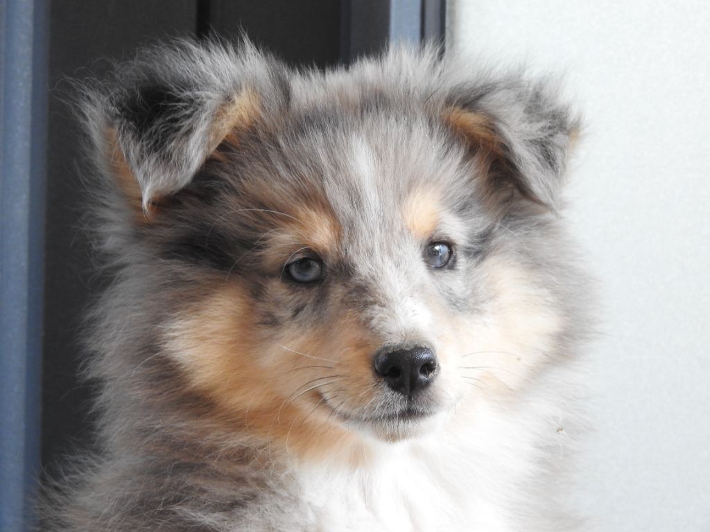 Du Sapin Vert - Shetland Sheepdog - Portée née le 22/04/2023