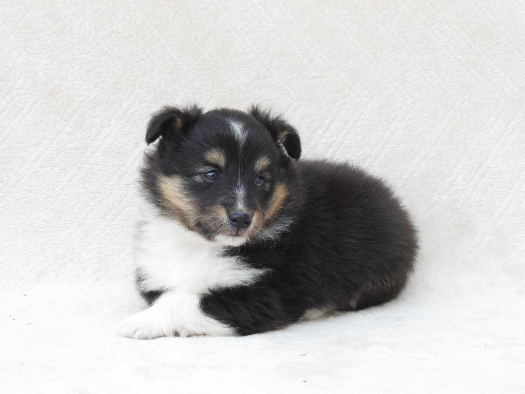 Du Sapin Vert - Chiots disponibles - Shetland Sheepdog