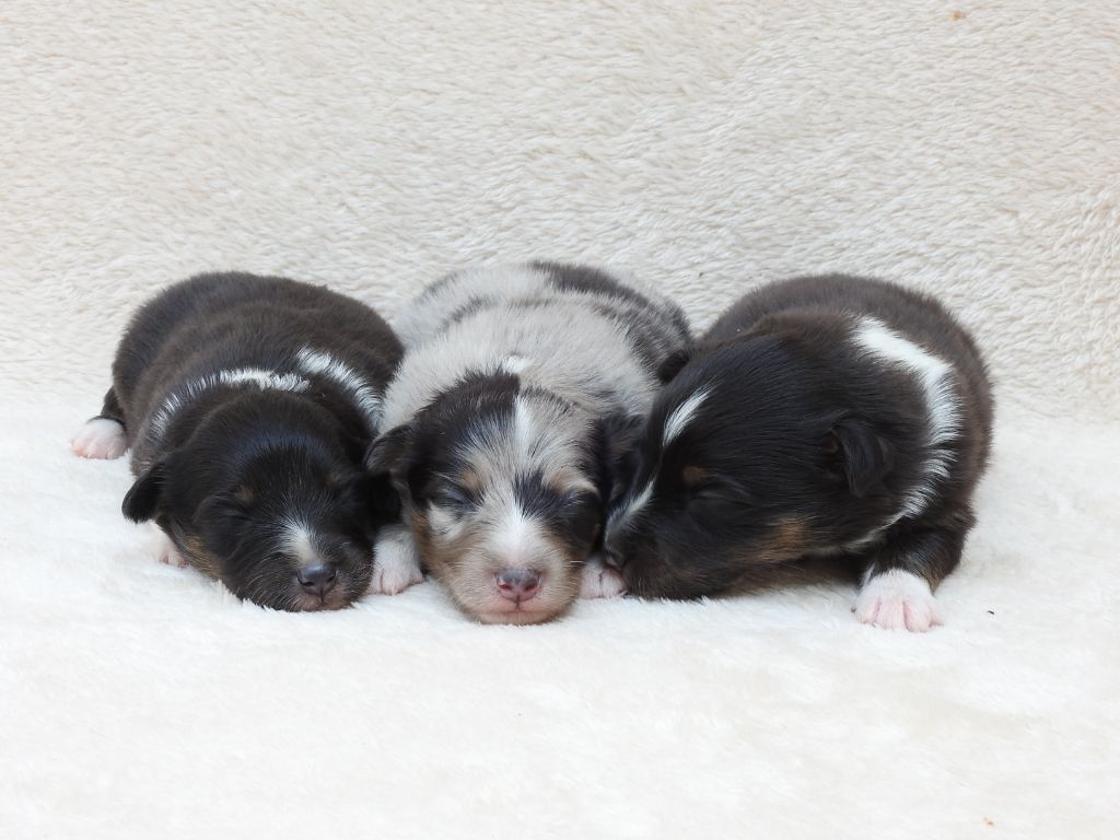Chiot Shetland Sheepdog Du Sapin Vert