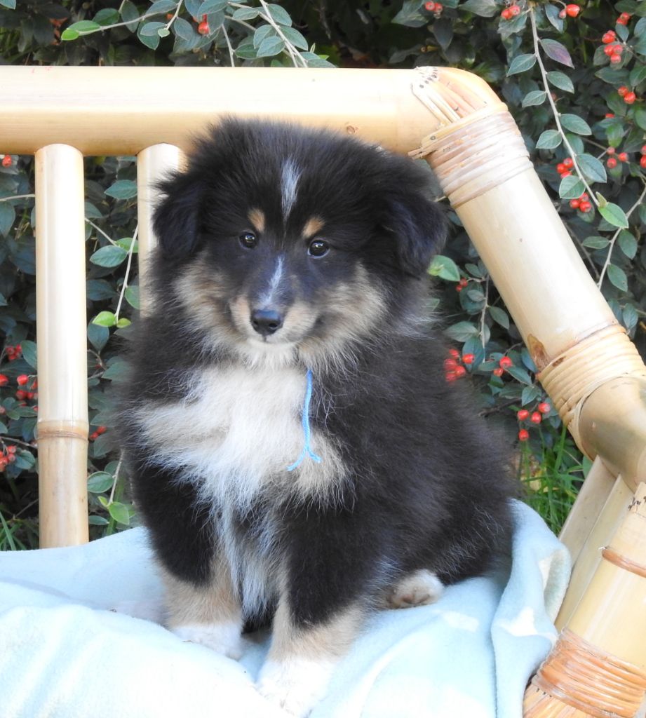 Du Sapin Vert - Chiots disponibles - Shetland Sheepdog