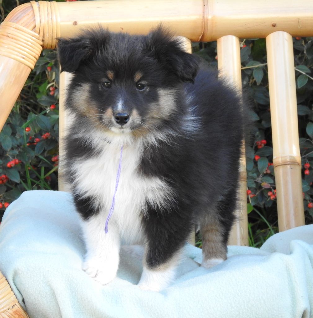 Du Sapin Vert - Chiots disponibles - Shetland Sheepdog