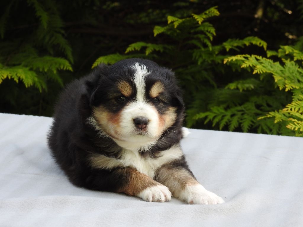 Du Sapin Vert - Chiots disponibles - Berger Américain Miniature 