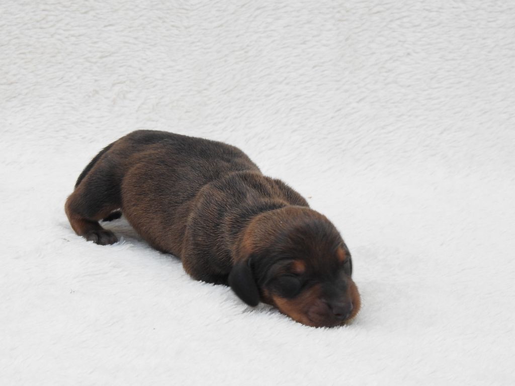 Du Sapin Vert - Chiots disponibles - Teckel poil ras