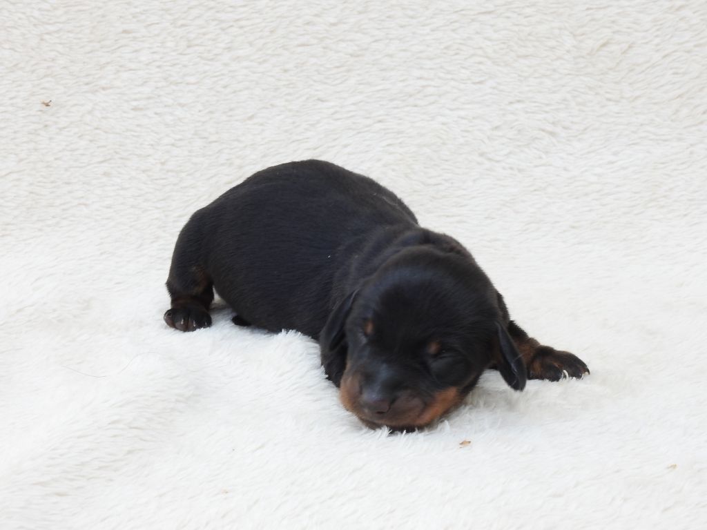 Du Sapin Vert - Chiots disponibles - Teckel poil ras