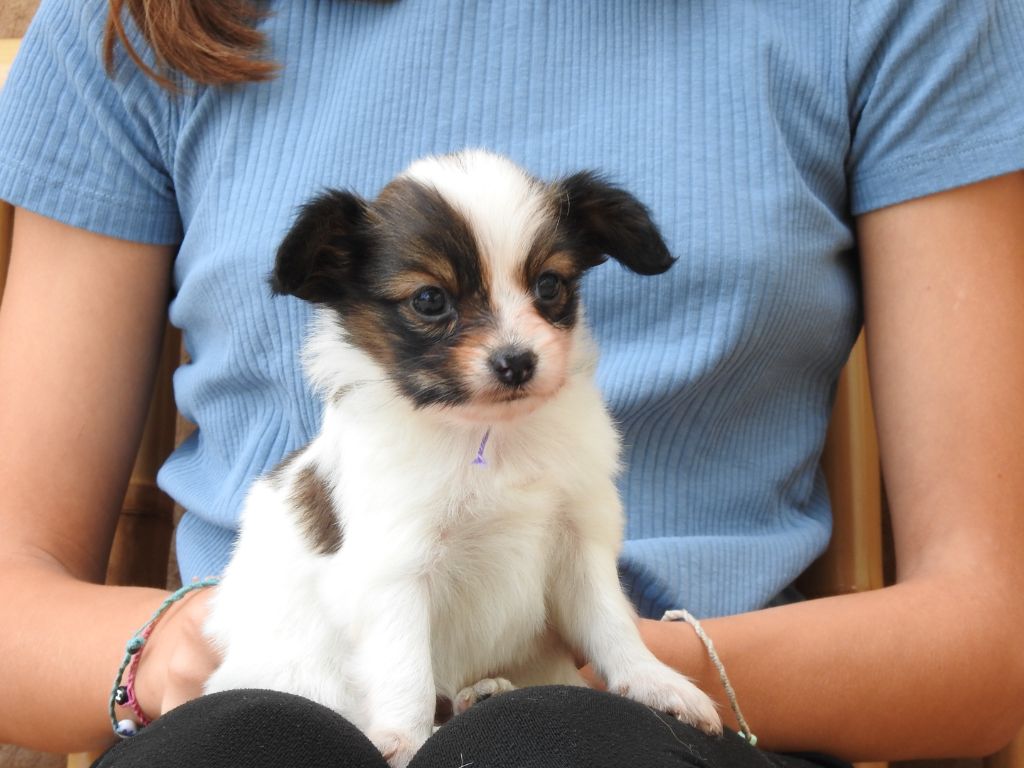 Du Sapin Vert - Chiots disponibles - Epagneul nain Continental (Papillon)