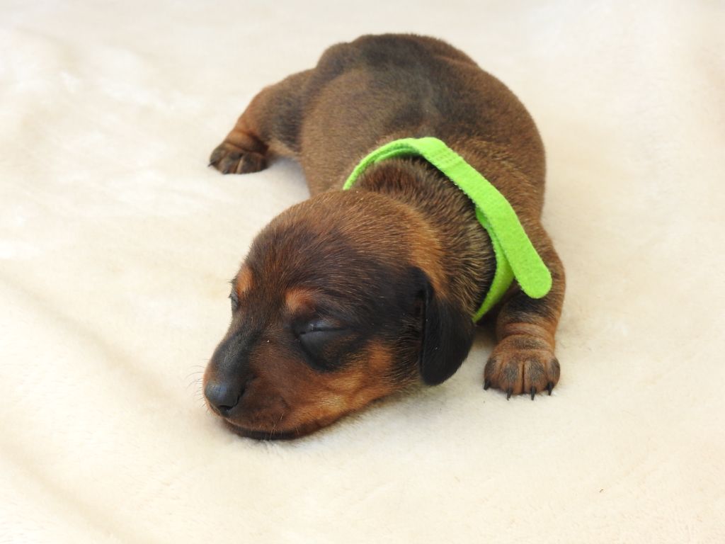 Du Sapin Vert - Chiots disponibles - Teckel poil ras